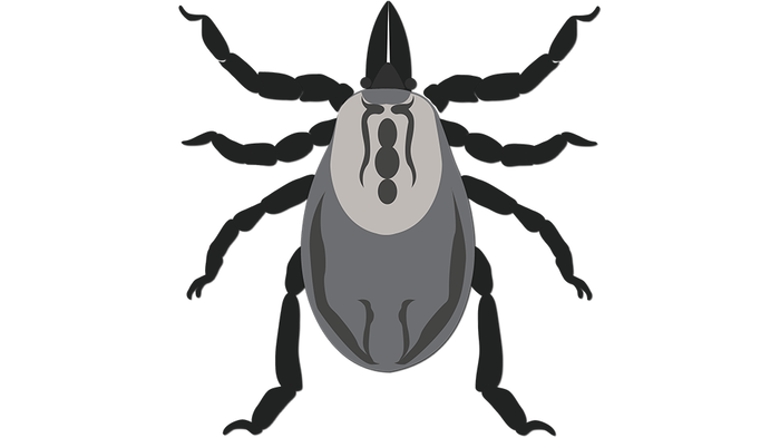 Black and white illustration of a tick.