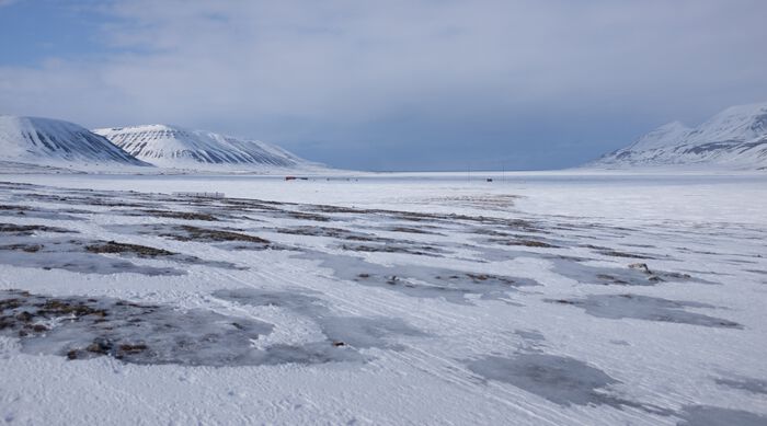 Adventdalen; Svalbard. Temperaturene her har økt drastisk det siste tiåret. Vintrene blir raskt varmere i Arktis, noe som har en sterk påvirkning på snø, vegetasjon og permafrost. Foto: Carline Tromp