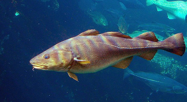 image of an Atlantic cod
