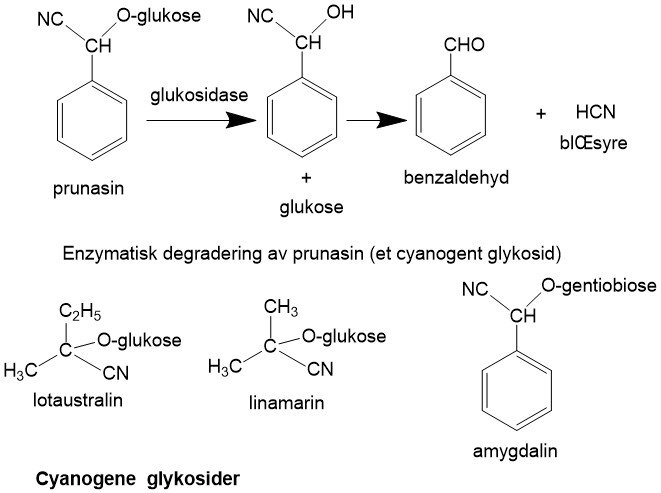 Cyanogene glykosider