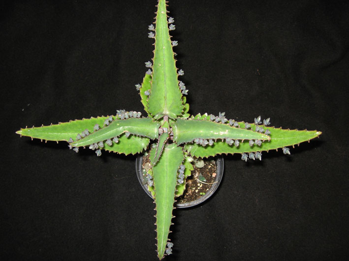 Bryophyllum daigremontiana