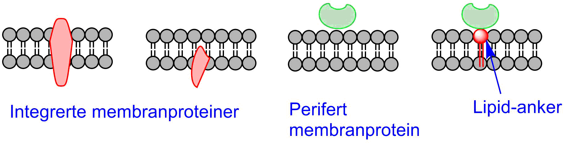 Membranproteiner