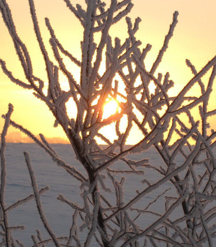 bildet av solen sett gjennom trær med snø