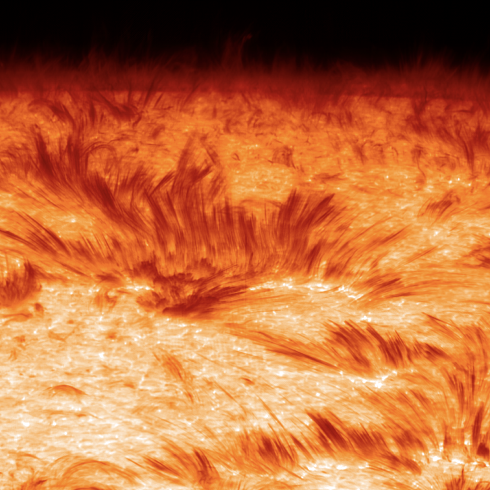 Spicules on the Sun observed with the Swedish 1-m Solar Telescope