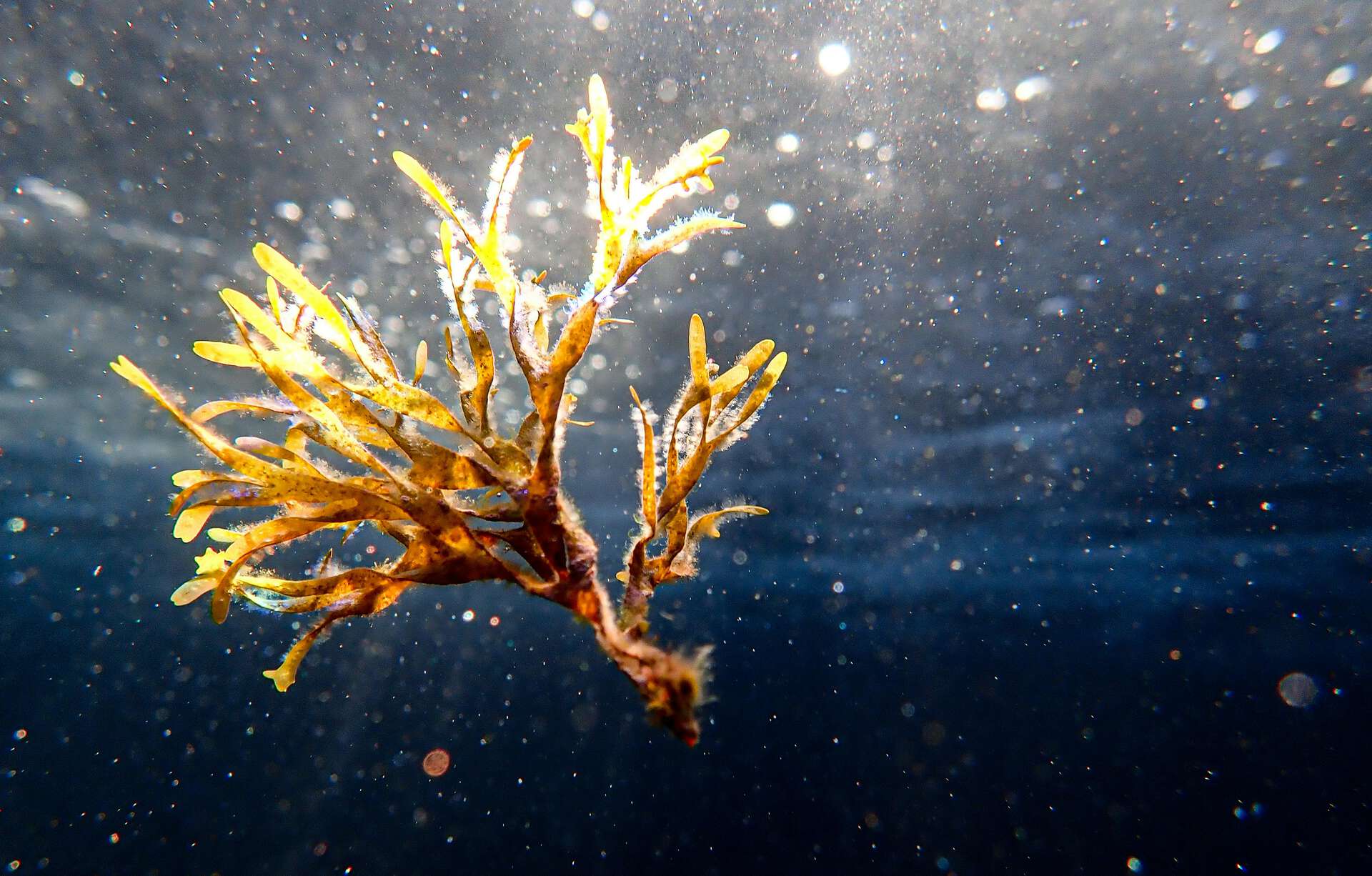 Photograph of seaweed floating in water