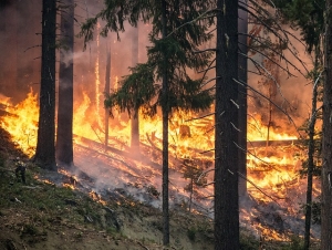 Brann i en skog kan spre seg fort. Illustrasjonsfoto: skeeze/pixabay