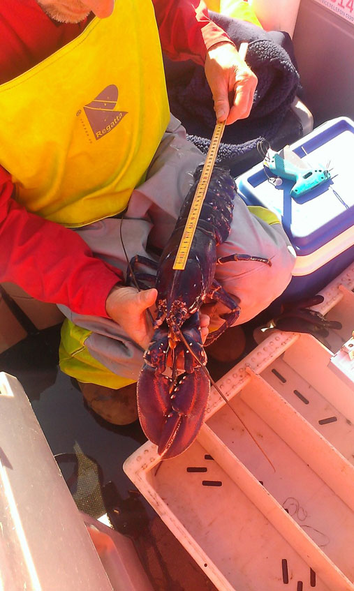 Figure 2. Prof. Esben Moland Olsen measuring a tagged European lobster at the Flødevigen Marine Protected Area (Photo: Albert Fernández Chacón)