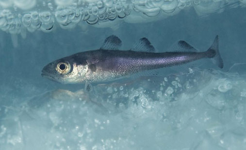 polar cod under ice