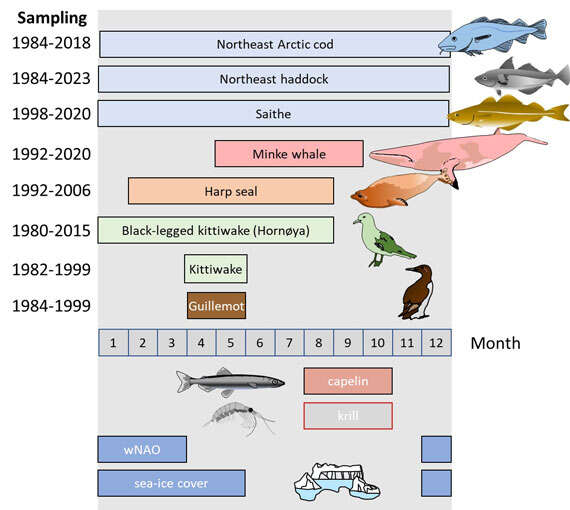 schematic of the timeline of the data collection indicated with bars covering months from 1 to 12. On the left side of the bars are indicted the years when the data are collected. Over each bar is drawn a small animal corresponding to the species studied.