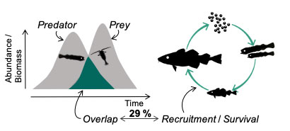 overlap of abudance over time between fish and plankton, fish life cycle