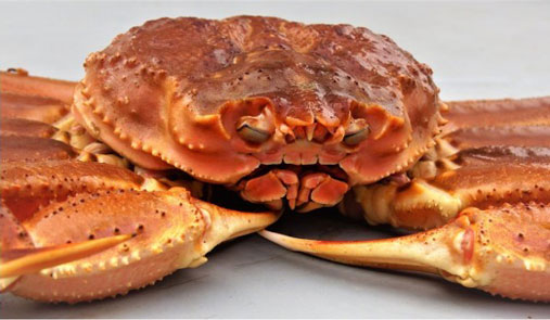 Image of a snow crab