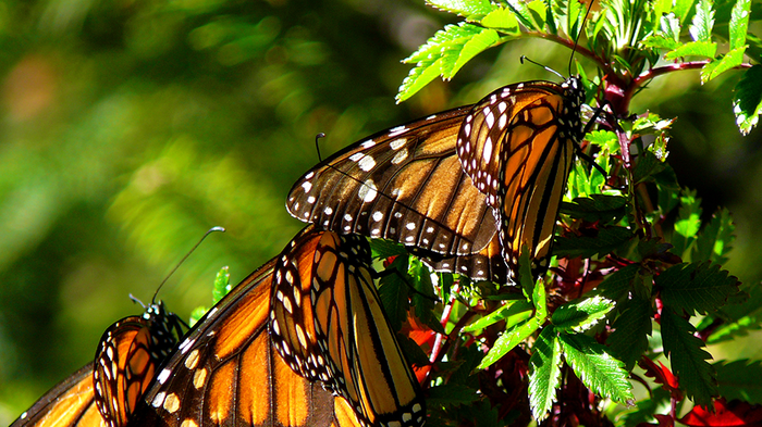 Monarch butterflies on a branch.