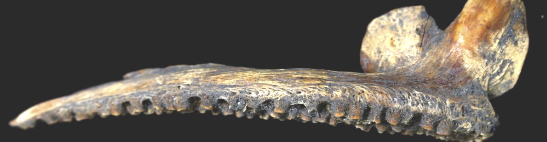 Picture of an ancient cod bone