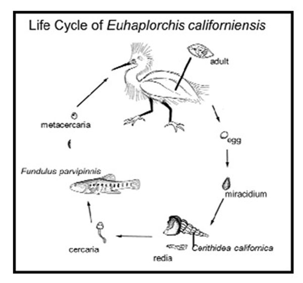 chart showing the life cycle of Euhaplorchis californiensis