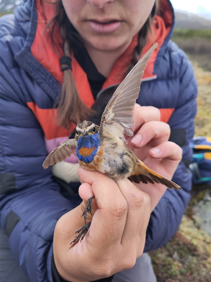 Image may contain: Hand, Bird, Finger, Beak, Feather.