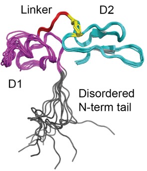 Figure of the 3D NMR solution structure of Xt3a from remipede venom with labelled structural domains.
