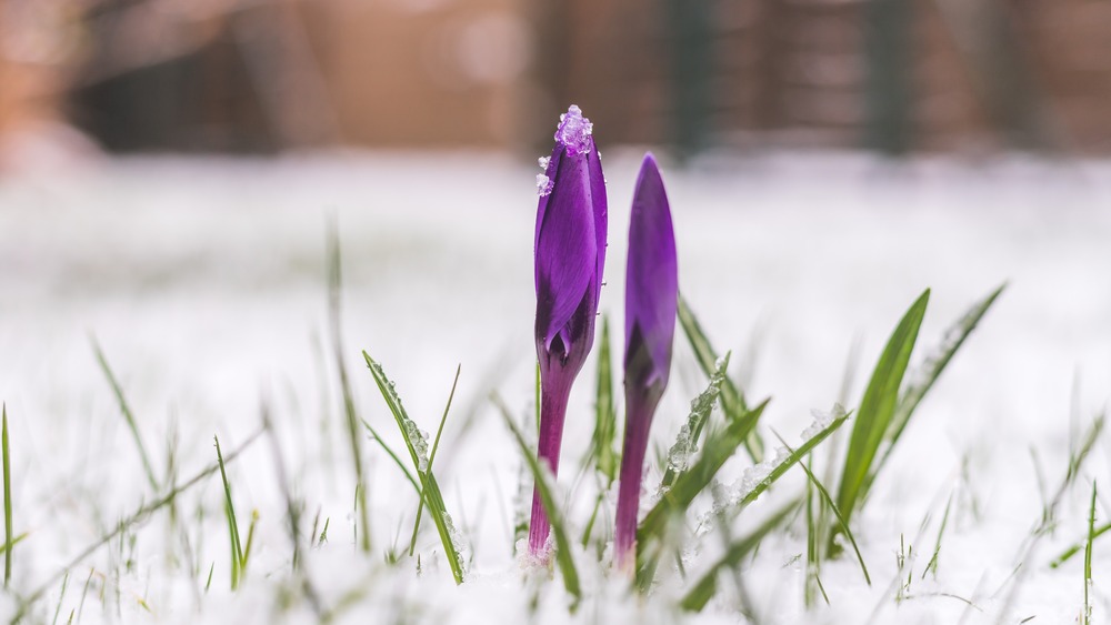 Crocus in the snow