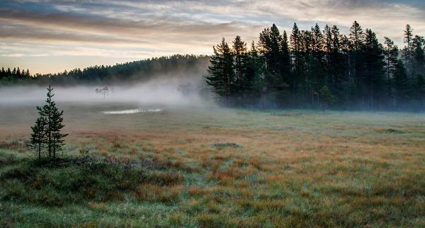 Morning fog formed in a shallow stable boundary layer on a boreal forest site in Telemark, Norway