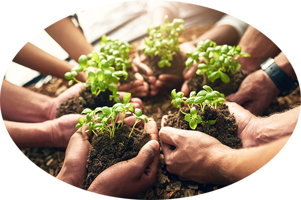 Five pairs of hands holding small green growths