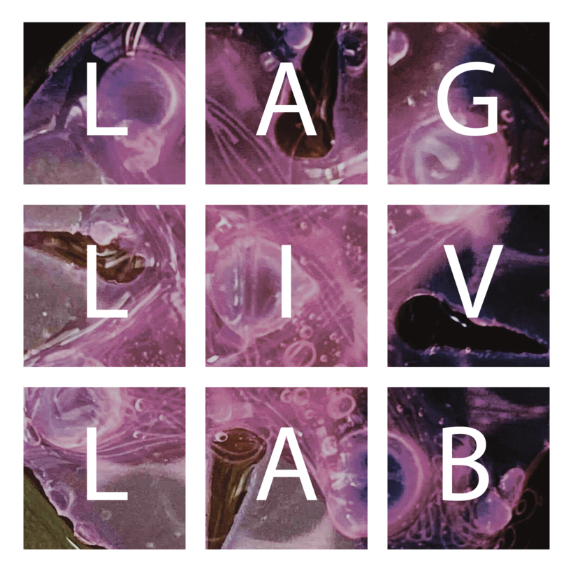 LagLivLab logo