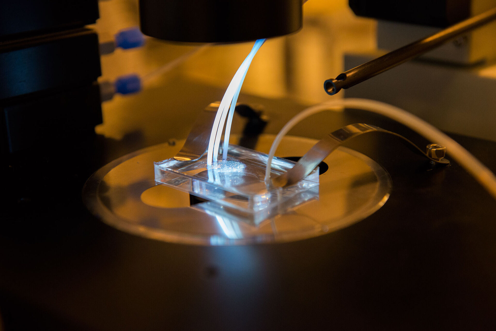 The same microfluidic network on the microscope and connected to the fluid control system: