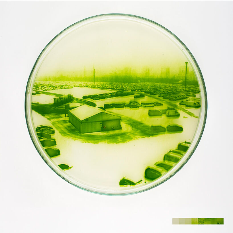 Example of reproduced photography with micro-algae. Copyright: Lia Giraud