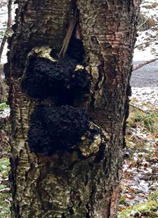 Part of birch trunk