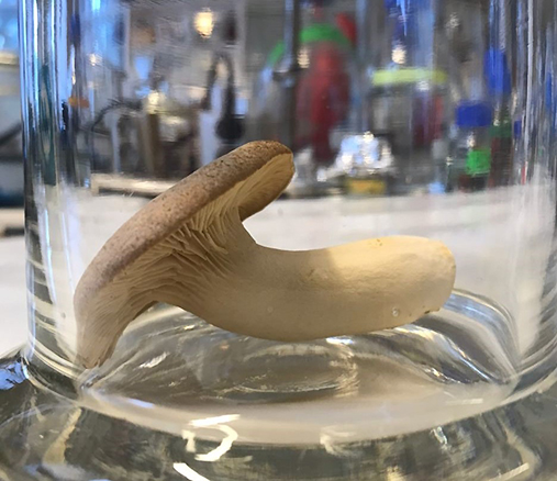 Mushroom in a glass in a laboratorium