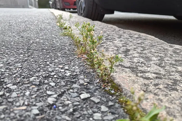 Nærbilete av tunbalderbrå som veks langs eit fortau