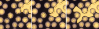 Here we see a high-resolution sequence of invasion events in which air displaces a viscous liquid from the pores of a porous network. The diameter of the glass beads is around 1mm.