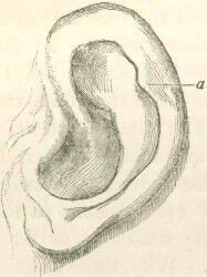 Image of human ear