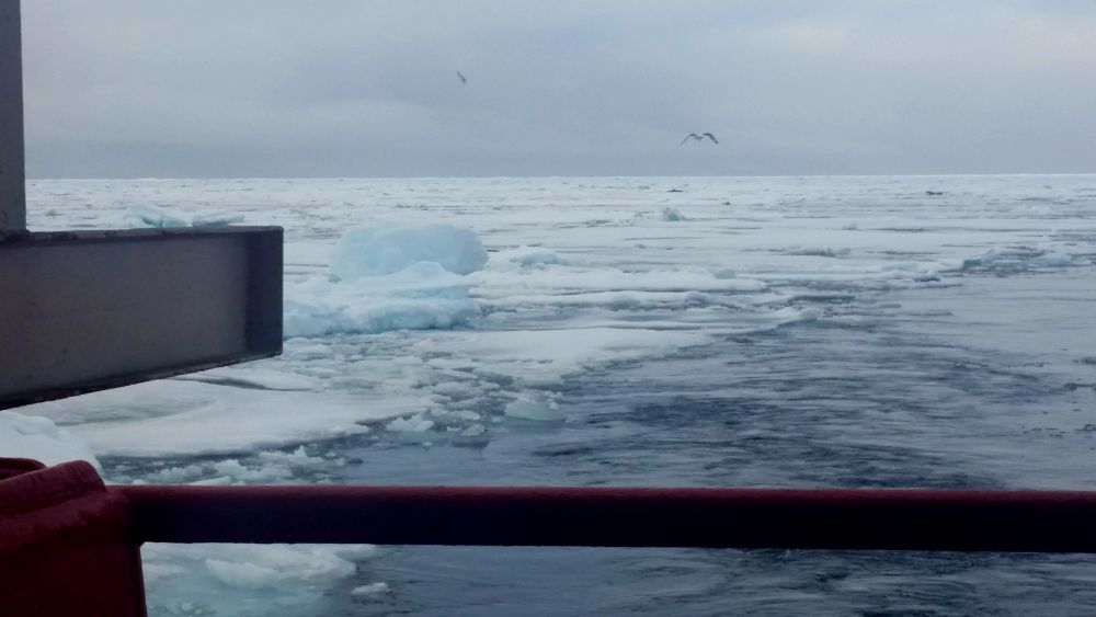 Photo: Sea ice outside northeastern Greenland in the Artic Ocean. Photo: Adriano Mazzini