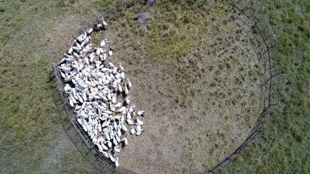 Photo: Drone photo of goats at a boma in Kapiti Research station. Photo: John Hulth.