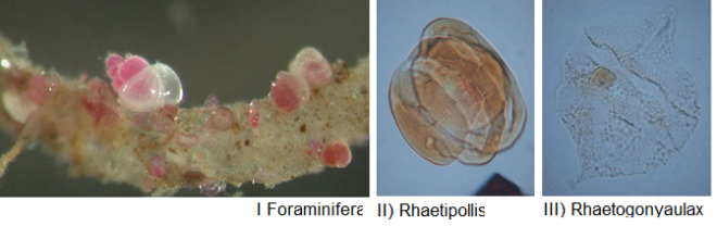 Research in the MicroPalLab. Pictures are from left: I) A foraminifera living on the seafloor. Photo: E. Alve. Microfossils: II) Rhaetipollis germanicus (pollen), III) Rhaetogonyaulax rhaetica (dinoflagelatte cyst). The palynomorphs are Late Triassic in age (ca 210 million years old), and taken from the Kössen Formation, Austria. Photo/Microscopy II/III: W. Kürschner.