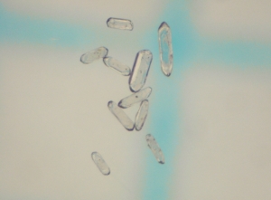 Zirkon grains isolated from a rock sample after extensive work in the laboratory. Ready to be examined in the mass spectrometer. Photo/Lab-Work – Credit: Gunborg Bye Fjeld & Fernando Corfu, UiO