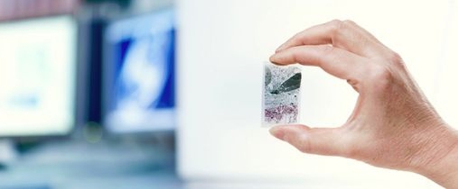 A perfect thin section from the workshop. Photo: Hans Fredrik Asbjørnsen, UiO