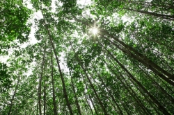 Modelling of terrestrial carbon cycling includes many factors, here threes in a forrest. Photo: Colourbox.com