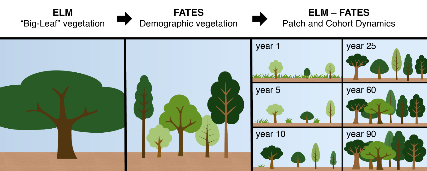 Model structure of FATES