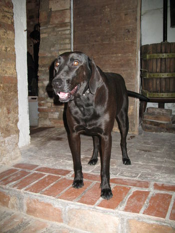Dog ,Dog breed ,Carnivore ,Liver ,Fawn.