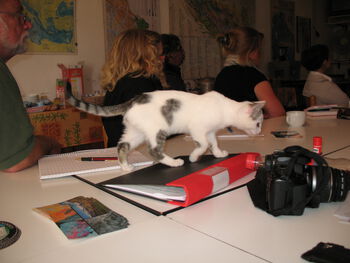 Table ,Cat ,Felidae ,Small to medium-sized cats ,Whiskers.