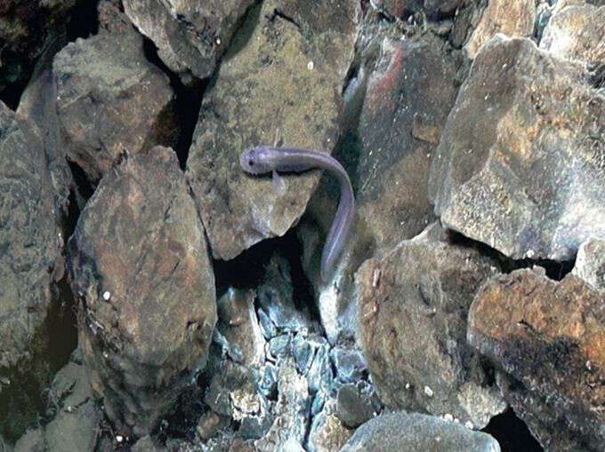Example of rocks and deep‑sea life observed on the Polarstern seamount in the Arctic Ocean during a GoNorth expedition to the Arctic in 2025. The remotely operated vehicle Ægir 6000 (ROV) was used. Photo: Ægir 6000 / NORMAR