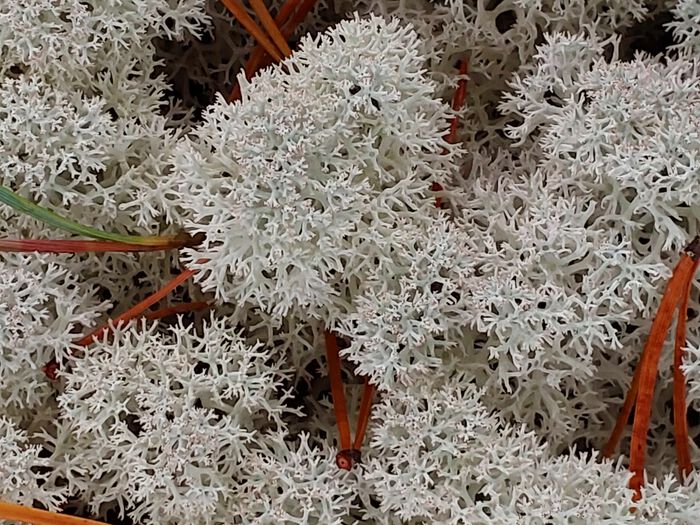 Close-up of bright lichen