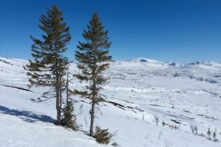 Skoggrensa kryper oppover i den norske fjellheimen. Foto:  Anders Bryn/NHMImage may contain: Snow, balsam fir, Winter, shortleaf black spruce, Tree.