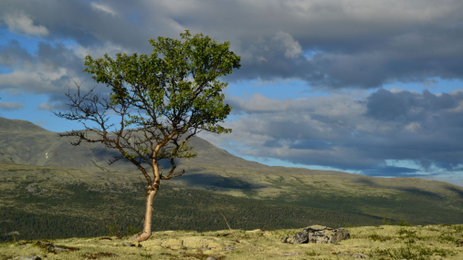 Rondane: Denne enslige fjellbjørken ser værbitt ut og representerer tregrensen i Rondane. Forskerne i prosjektet "Natur i endring" trenger din hjelp til å finne ut om skogen har flyttet på seg eller ikke. Foto: Anders Bryn/NHM/UiO