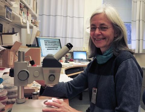 Professor Elisabeth Alve og studentene hennes har sittet mange timer bøyd over mikroskopet for å artsbestemme de små dyrene som forteller om miljøtilstanden både i dag og i tidligere tider. Foto: Bjarne Røsjø