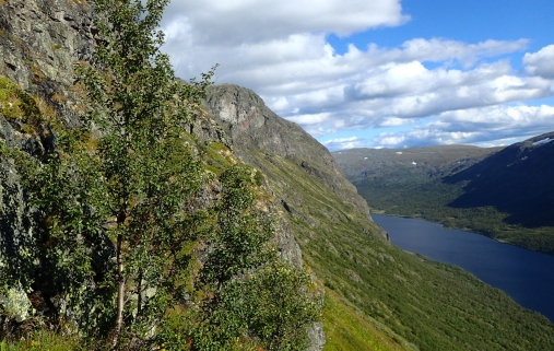 Dette er treet som holder norgesrekorden og vokser på 1382 meter over havet under Sikkilsdalshøa i Jotunheimen. Foto: Peter Horvath