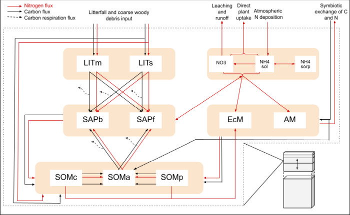 Figure: Figure: Flow diagram of the different pools (boxes) and fluxes (arrows) in the MIMICS+ model. Figure: Elin Ristorp Aas (Credit: Aas et al. 2024)