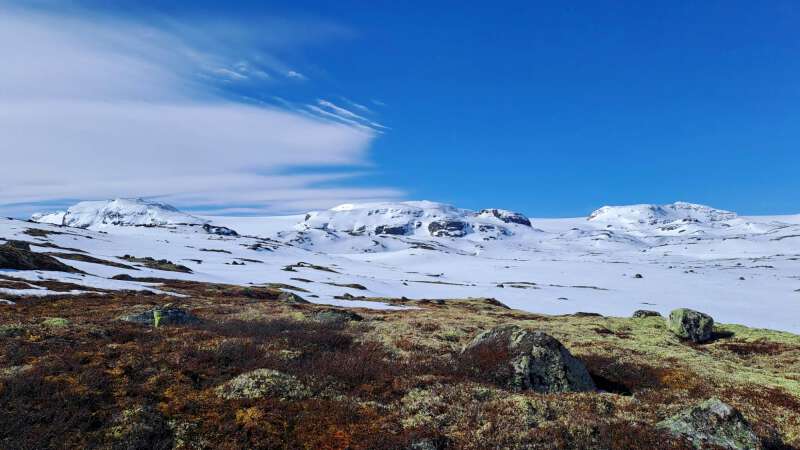 The alpine landscape around Finse, one of the studied field sites, showcasing a diverse terrain of mountains, glaciers, seasonal snow cover, exposed rock formations, lakes, streams, and tundra vegetation. Photo: Laura Mack