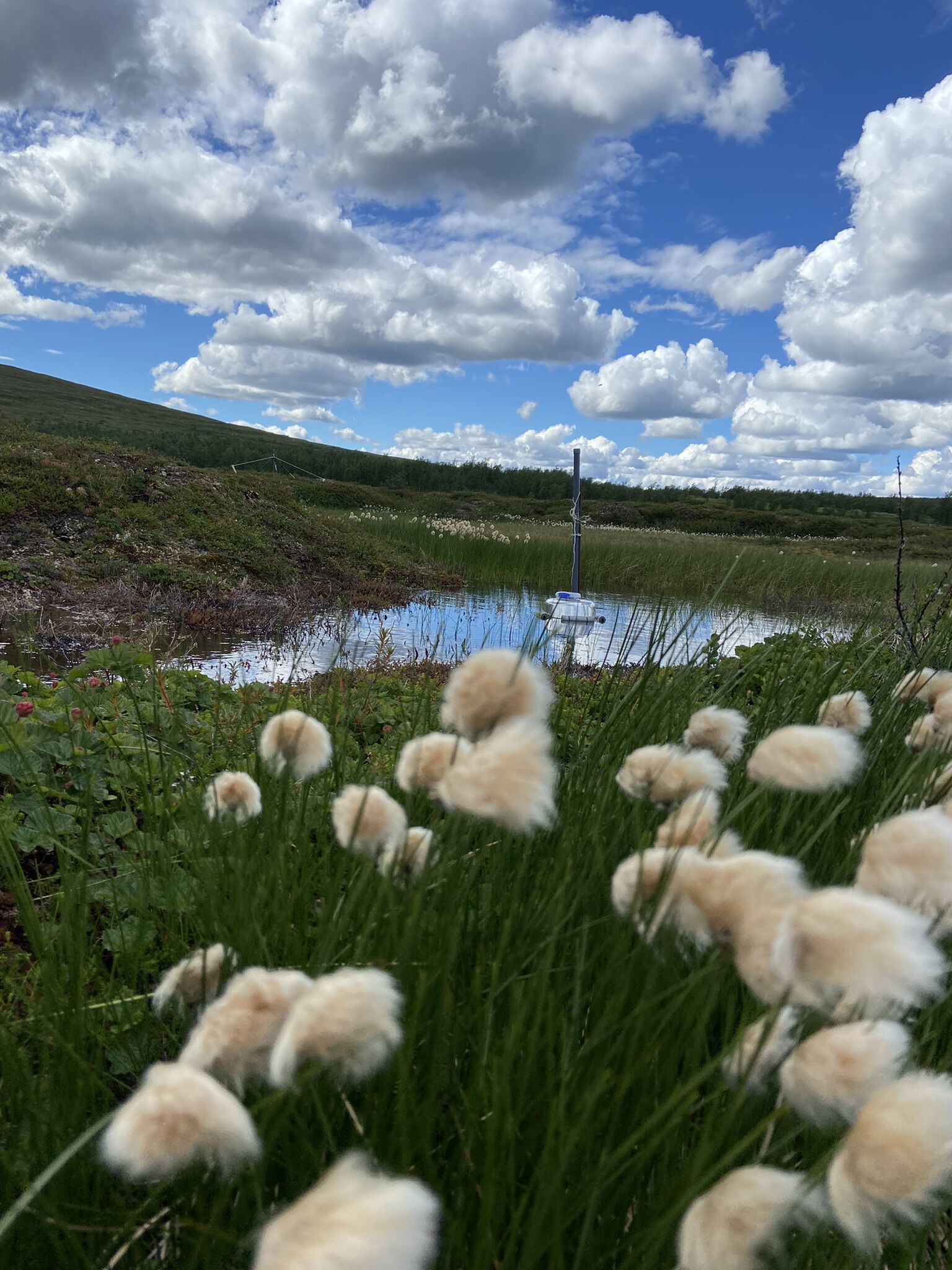 Iškoras: En termokarstdam ved Iškoras med et målekammer som registrerer hvor mye CO2 som slipper ut fra vannet. I forgrunnen er det myrull, og i bakgrunnen sees en palsa som brytes ned. Dammen ligger der torvplatået møter våtmarka, og fungerer som en av de faste overvåkingslokalitetene i forskningsprosjektet som Knutson deltar i. Foto: J. Knutson/Kimburly Giannone