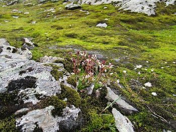 Sommersesongen på Finse er fra juli til oktober. I slutten av august blomstrer høyfjellsplanter i alle farger mellom steinene. Plantene vi ser på Finse er noenlunde likt de plantene vi finner i polare strøk.